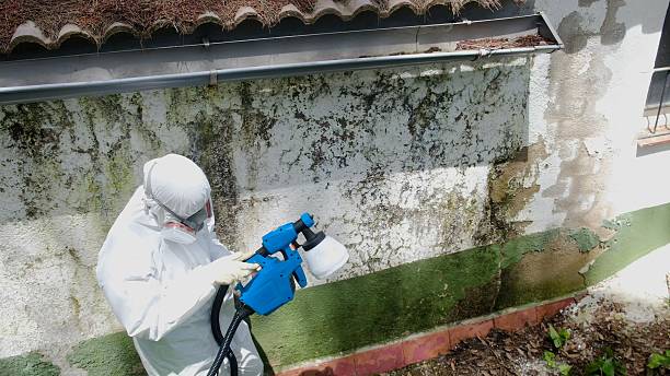 Trusted Mold Removal service in Marshall, MN - Cheap Mold Removal